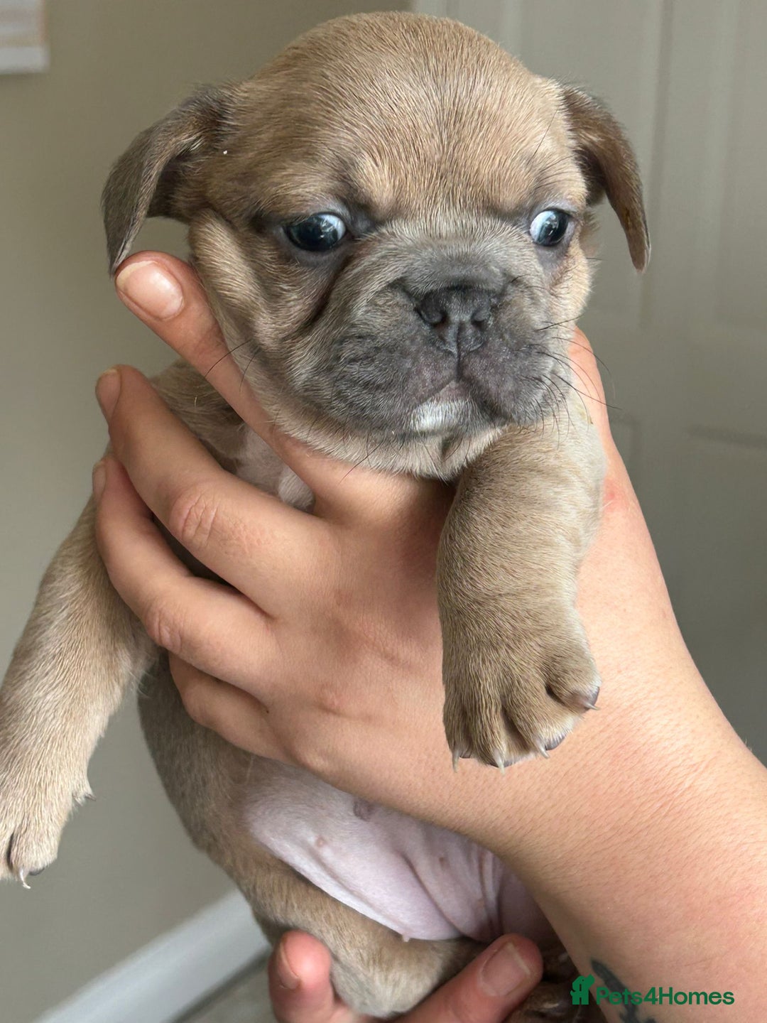 French Bulldog dogs for sale: Furry french bulldogs - Image 6