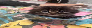 Persian Kitten 1