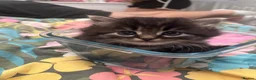 Persian cats for sale: 3 beautiful persian kittens - Advert 11