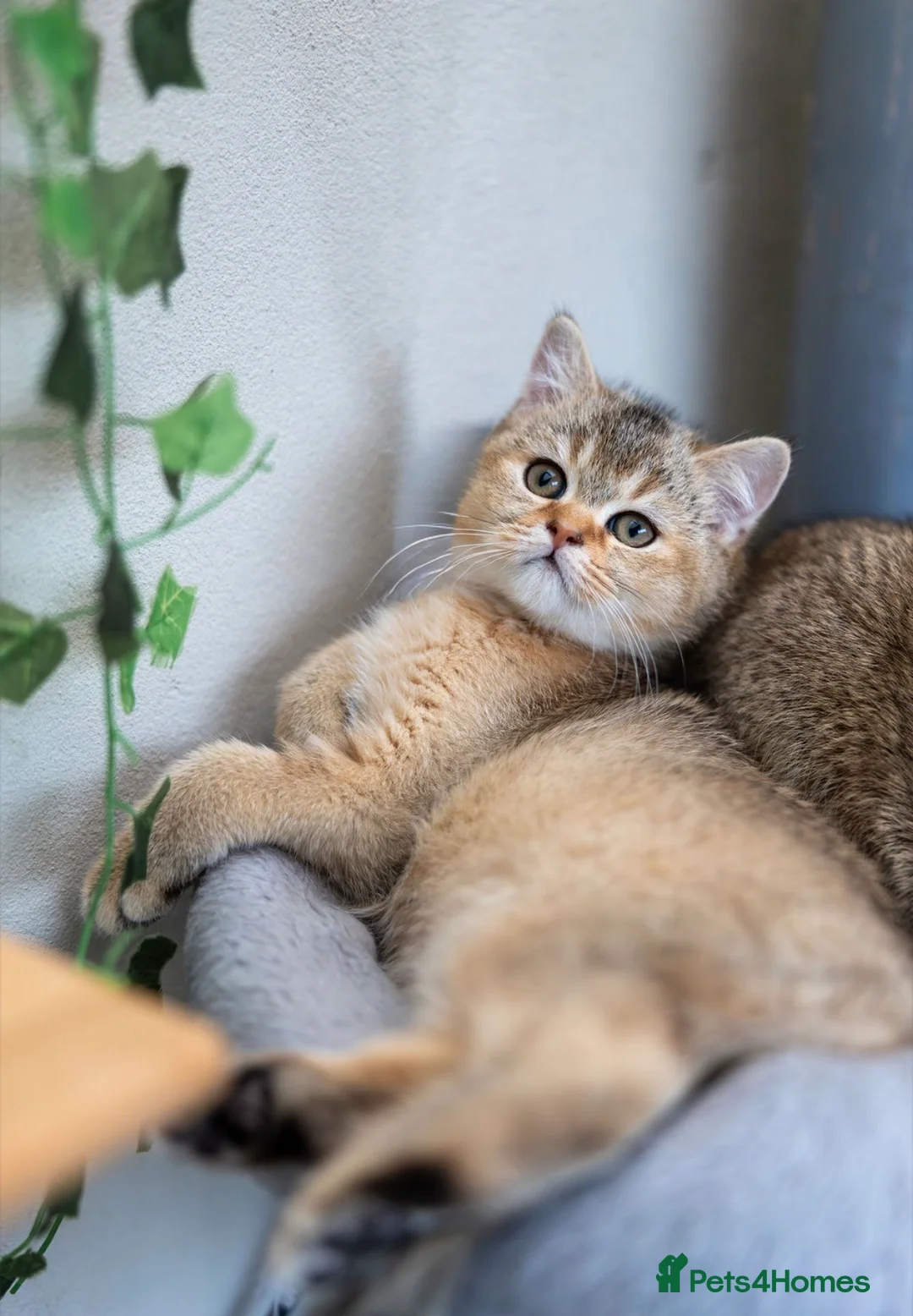 Scottish Fold cats for sale: Adorable Scottish Straight Kitten Available. - Advert 5