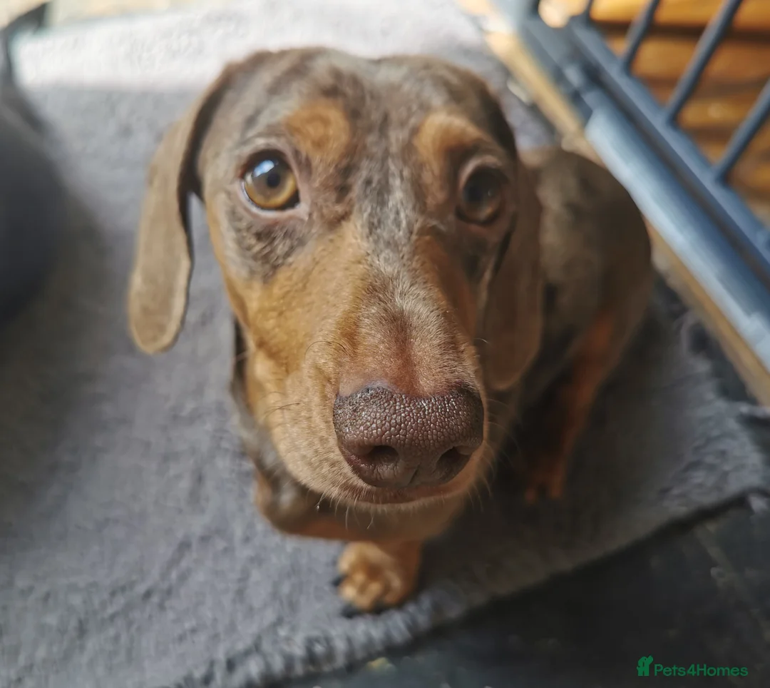Miniature Dachshund dogs for stud: Miniature chocolate dapple mink dachshund stud dog - Advert 3