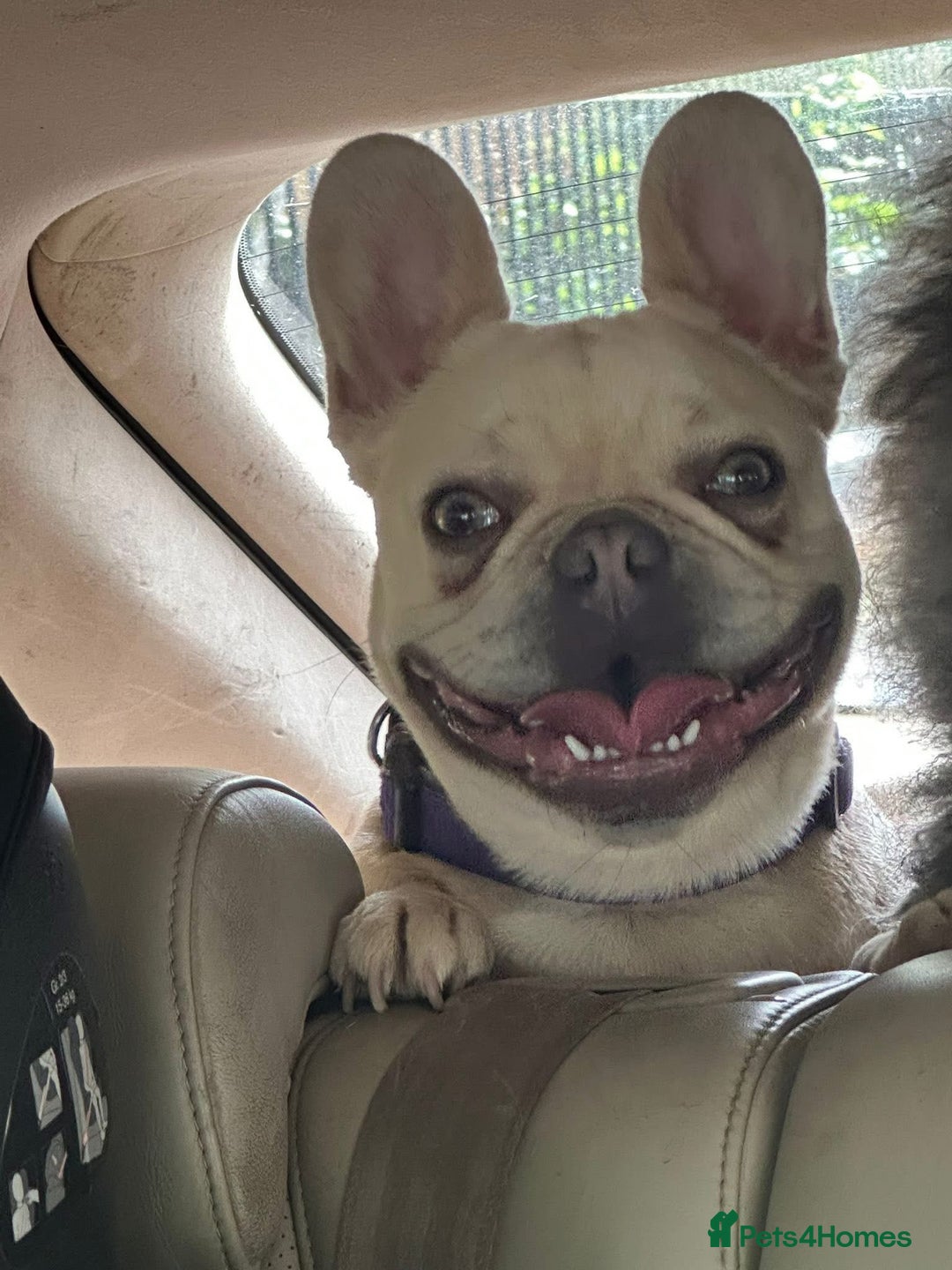 French Bulldog dogs for sale: Lovely French bulldog girl  - Advert 1