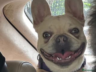 French Bulldog dogs Lovely French bulldog girl - Advert 4