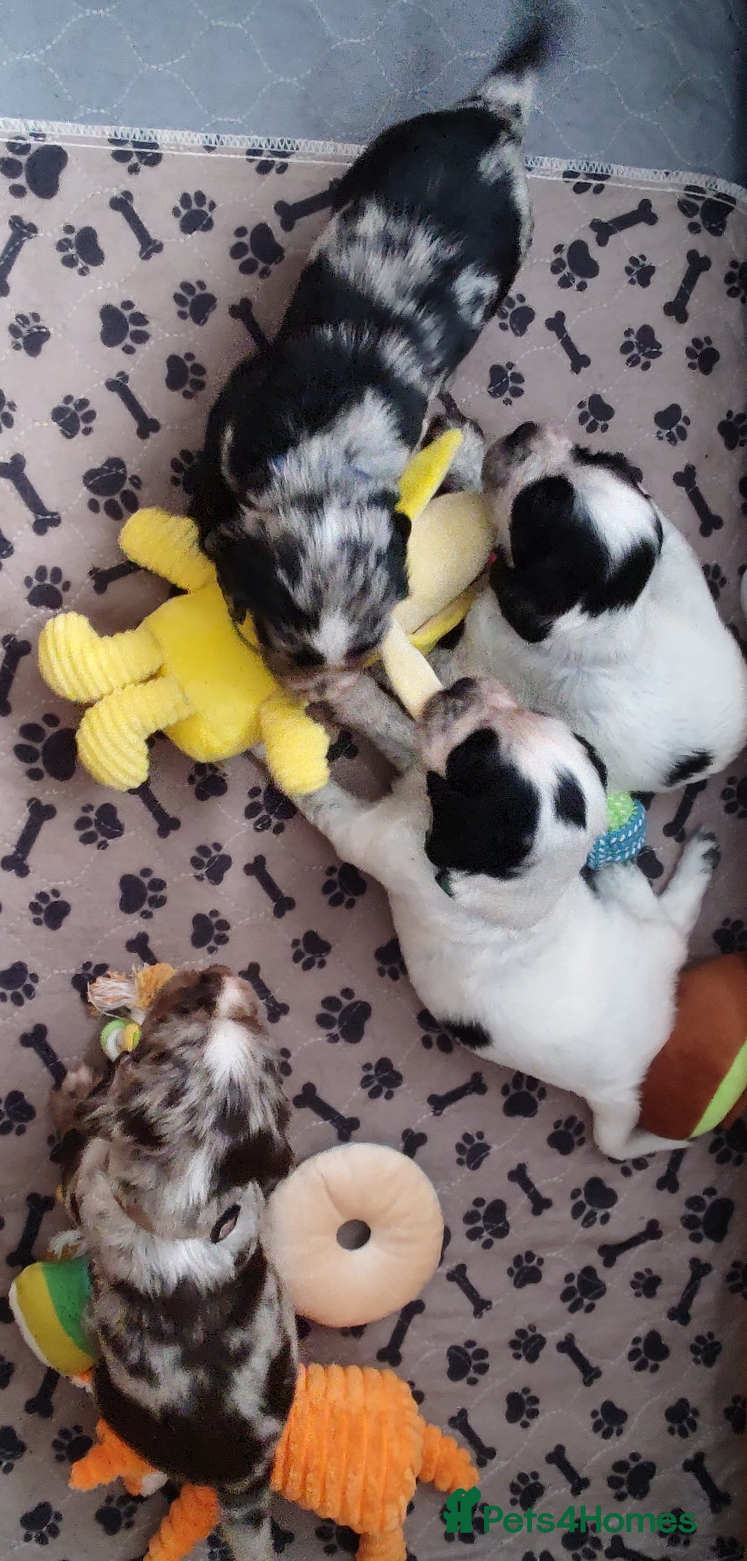 Sprocker dogs for sale: STRIKING SPROCKER SPANIEL PUPPIES  - Image 38