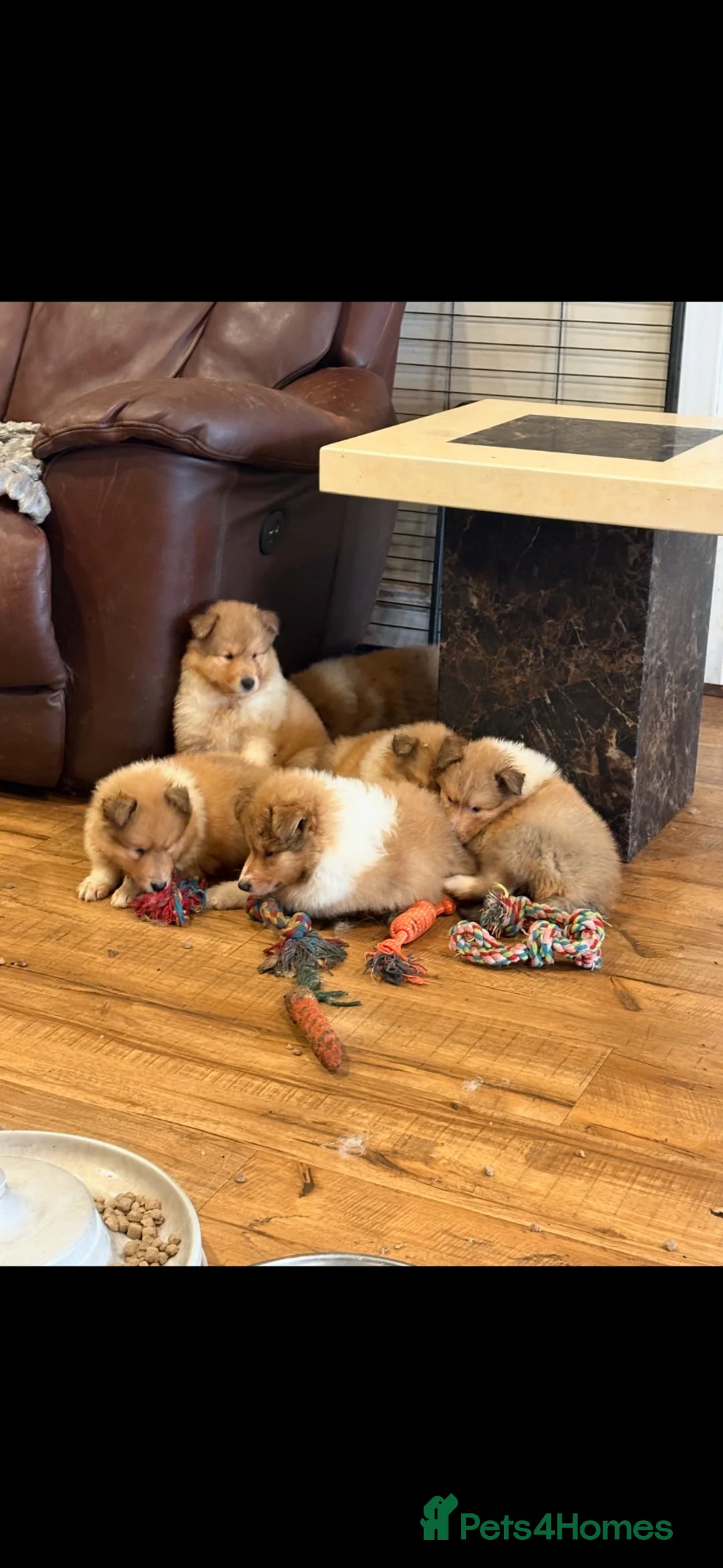 Rough Collie dogs for sale: KC sable and white male ouppy - Advert 3