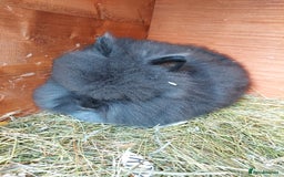 Lionhead rabbits for sale: Beautiful Double Maned Lionhead Girls. - Image 6