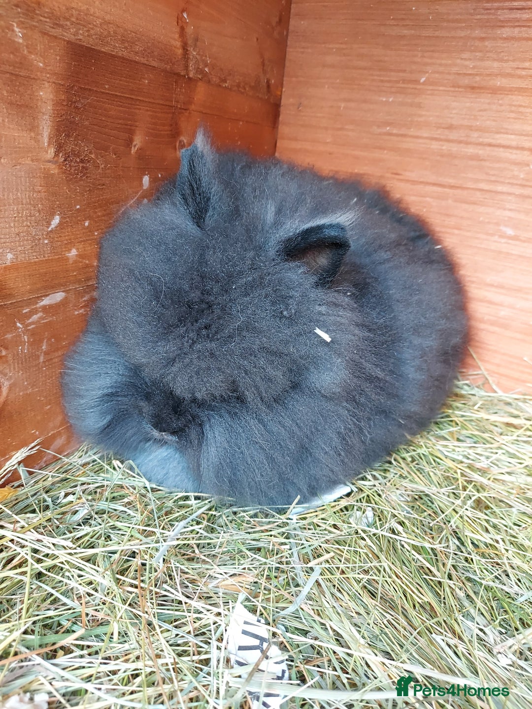 Lionhead rabbits for sale: Beautiful Double Maned Lionhead Girls. - Image 6