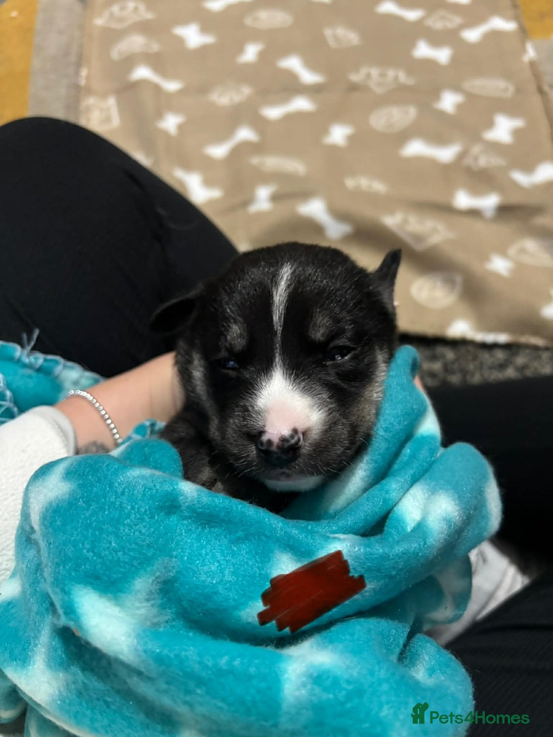 Mixed Breed dogs for sale: Husky x labrador puppies - Advert 4