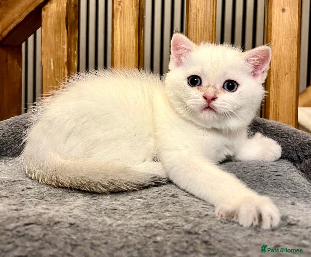 British Shorthair cats for sale: Fully pedigree kittens - Advert 15