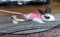 English rabbits for sale: Bella - Image 3