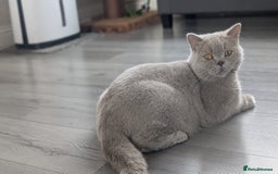 British Shorthair cats for sale: Active GCCF Champion titled female  - Image 5