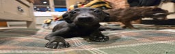 Whippet dogs for sale: Black whippet female - Advert 6