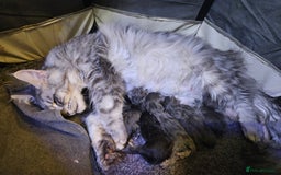 Maine Coon cats for sale: FOR RESERVATION POLYDACTLY XXL MAINE COON - Image 1