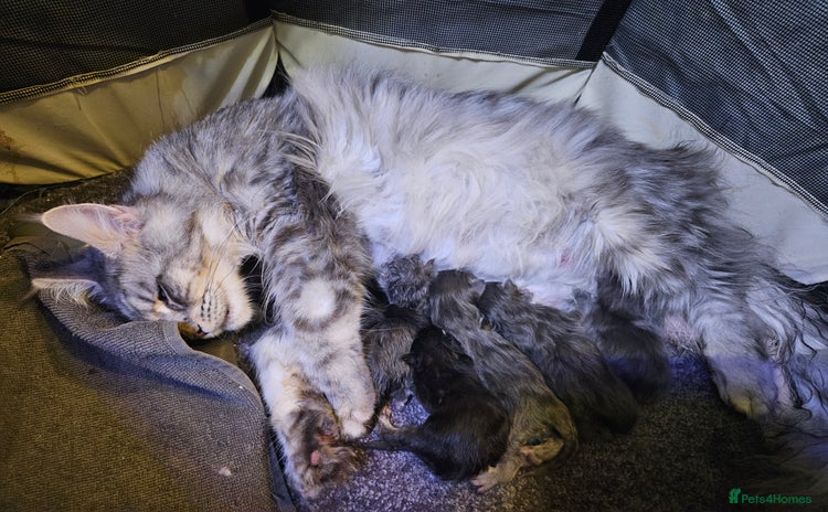 Maine Coon cats - Advert 1