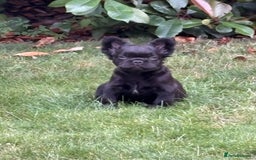 French Bulldog dogs for sale: *Fluffy French Bulldog Pups-4 reserved* - Image 35