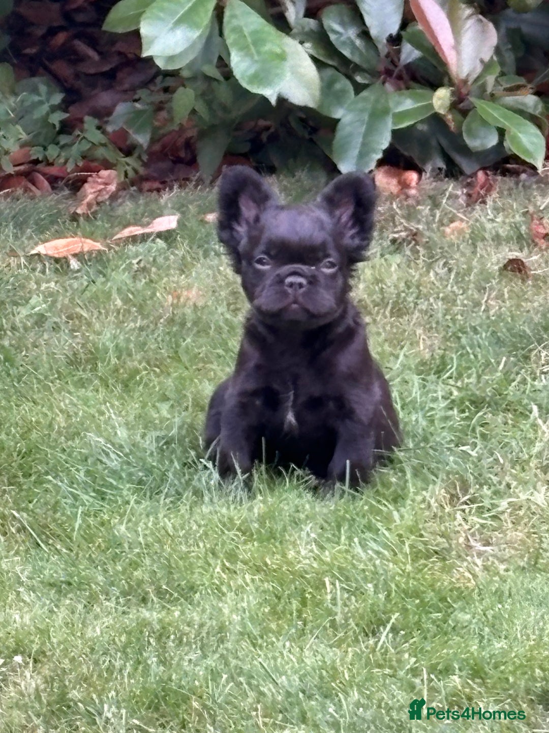French Bulldog dogs for sale: *Fluffy French Bulldog Pups-4 reserved* - Image 35