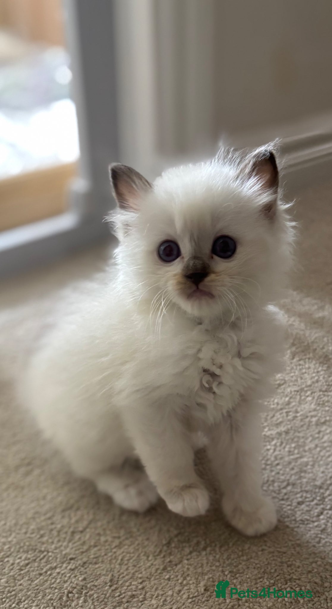 Ragdoll cats Beautiful gccf chocolate Mitted baby  available - Advert 18