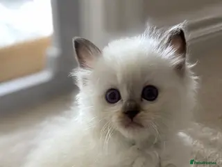 Ragdoll cats Beautiful gccf chocolate Mitted baby available - Advert 18