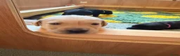 Labrador Retriever dogs for sale: 7 health tested Labrador puppies in High Wycombe - Advert 3