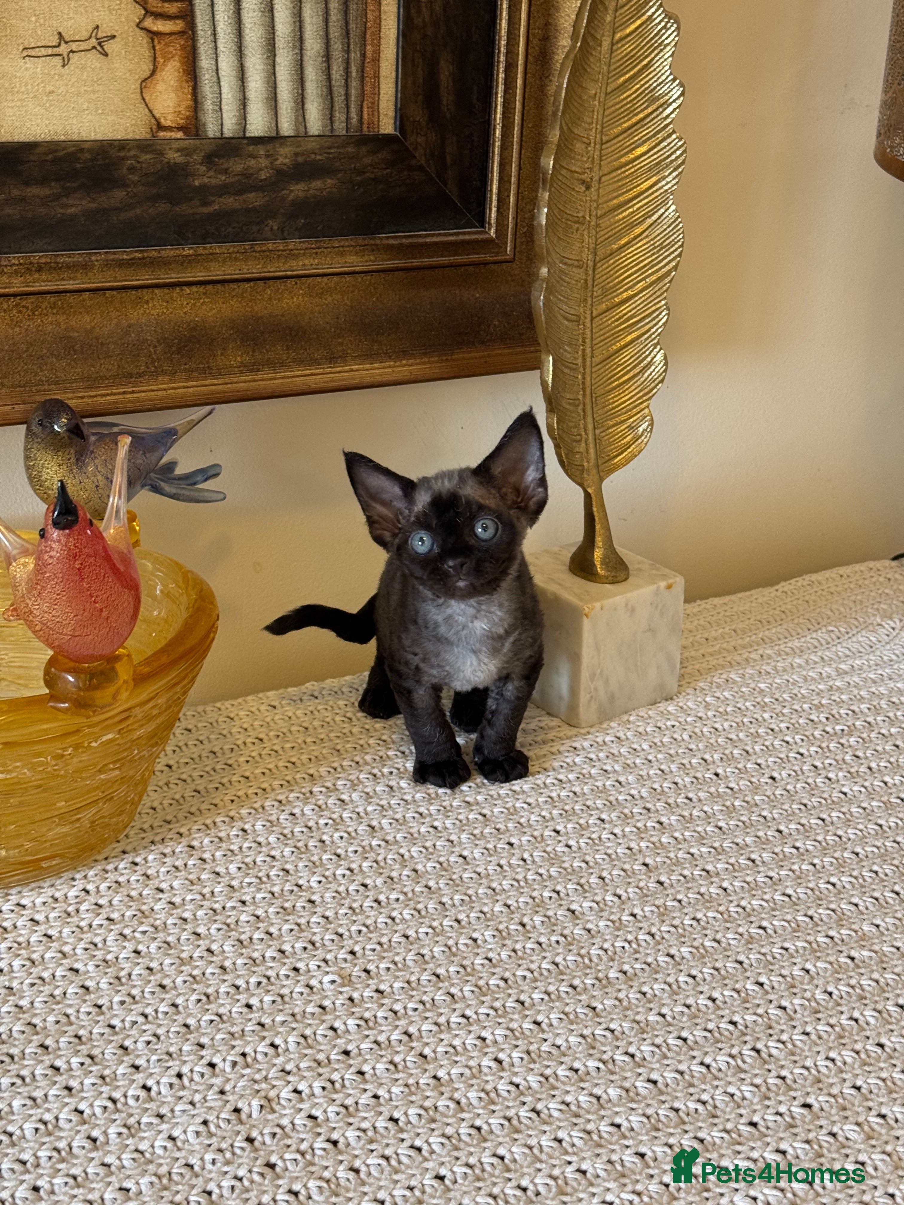 Devon Rex cats Superb quality Devon Babies TICA Registered  - Advert 1
