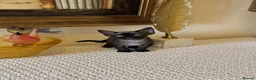 Devon Rex cats for sale: Superb quality Devon Babies TICA Registered  - Advert 16
