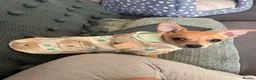Chihuahua dogs for sale: 4 month old chihuahua   - Advert 8
