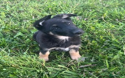 German Shepherd dogs for sale: 2 German Shepherd Bitches Ready Now - Image 22