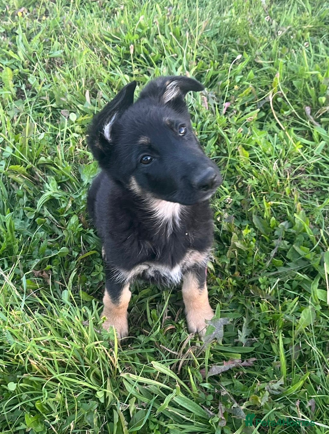 German Shepherd dogs for sale: 2 German Shepherd Bitches Ready Now - Image 22
