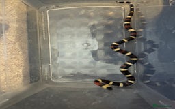 Milk Snake reptiles for sale: Oreo Peublan milk snake baby  - Advert 1