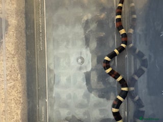 Milk Snake reptiles for sale: Oreo Peublan milk snake baby - Advert 1