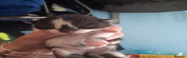 Mixed Breed 2