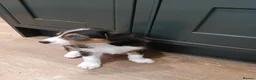Border Collie dogs for sale: Border collie pups for sale - Advert 2