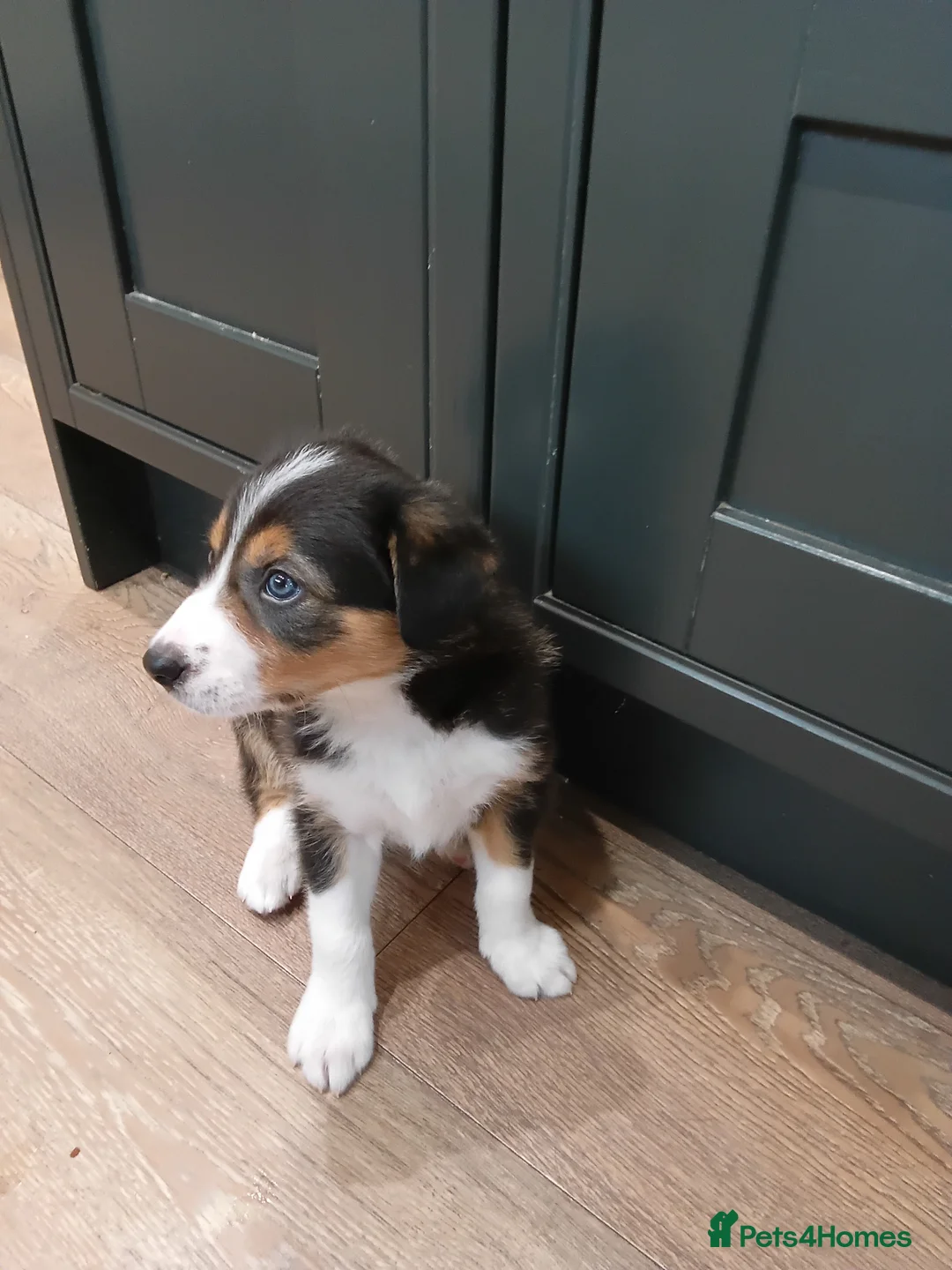 Border Collie dogs for sale: Border collie pups for sale - Advert 2