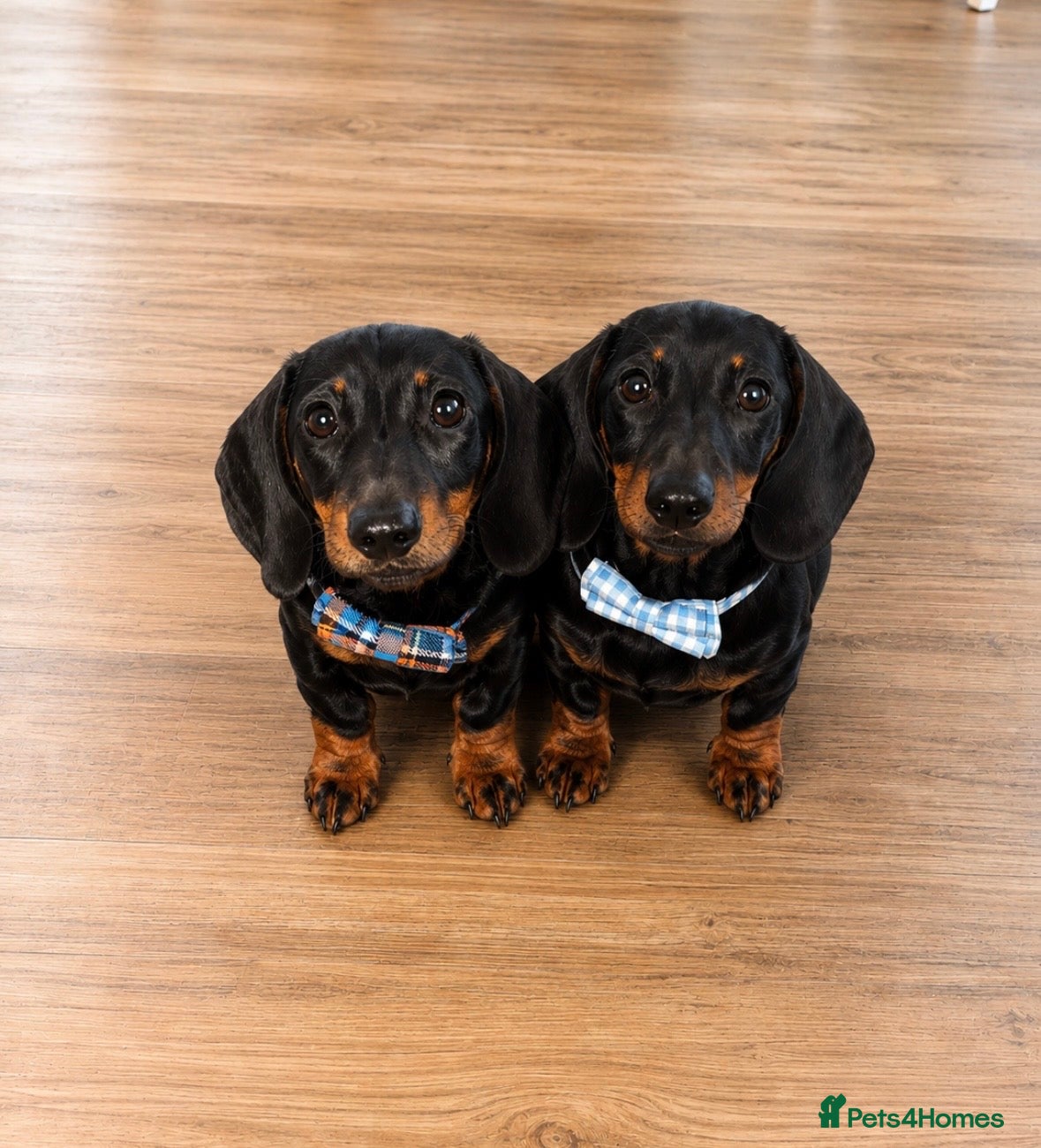 Miniature Dachshund dogs *REDUCED* FULLY INOCULATED MINI SMOOTH DACHSHUNDS - Advert 1