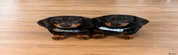 Miniature Dachshund dogs for sale: *REDUCED* FULLY INOCULATED MINI SMOOTH DACHSHUNDS - Advert 1