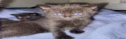 Domestic Shorthair cats for sale: Beautiful domestic shorthairs in Eastbourne - Advert 5