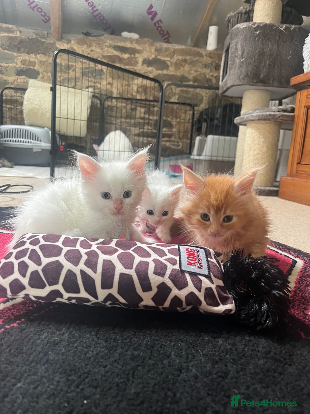 Maine Coon cats for sale: Stunning TICA registered Maine coon kittens  - Image 4