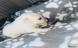 Chug dogs for sale: Chug puppies - Image 7