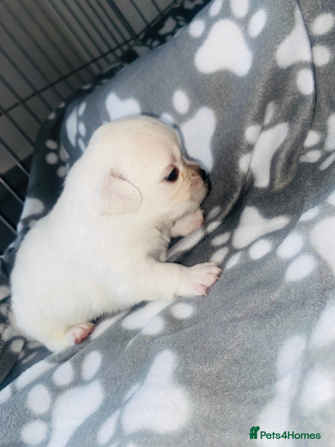 Chug dogs for sale: Chug puppies - Image 7