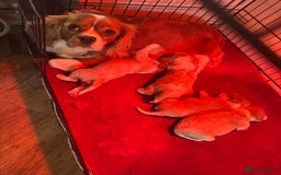 Cavalier King Charles Spaniel dogs for sale: Cavalier King Charles  - Image 10