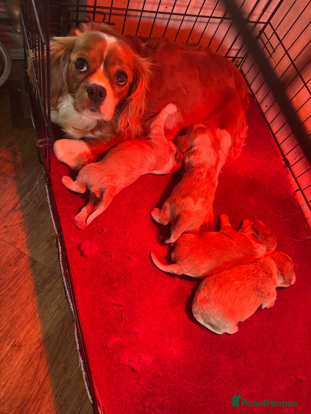 Cavalier King Charles Spaniel dogs for sale: Cavalier King Charles  - Image 10