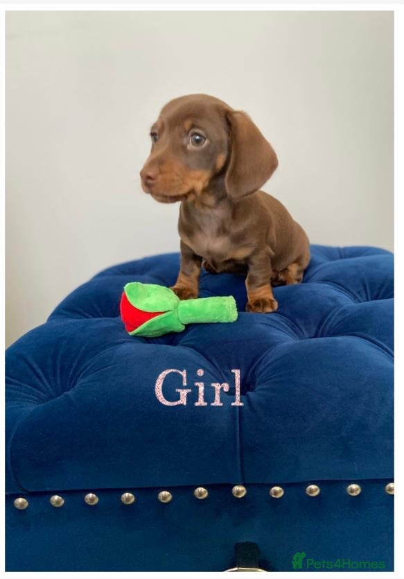 Miniature Dachshund dogs TURE MINIATURE DACHSHUND  - Advert 1