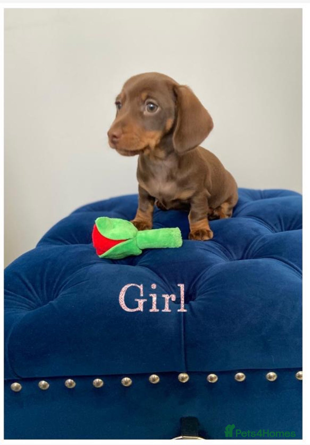 Miniature Dachshund dogs for sale: TURE MINIATURE DACHSHUND  - Advert 1