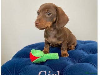 Miniature Dachshund dogs TURE MINIATURE DACHSHUND - Advert 1