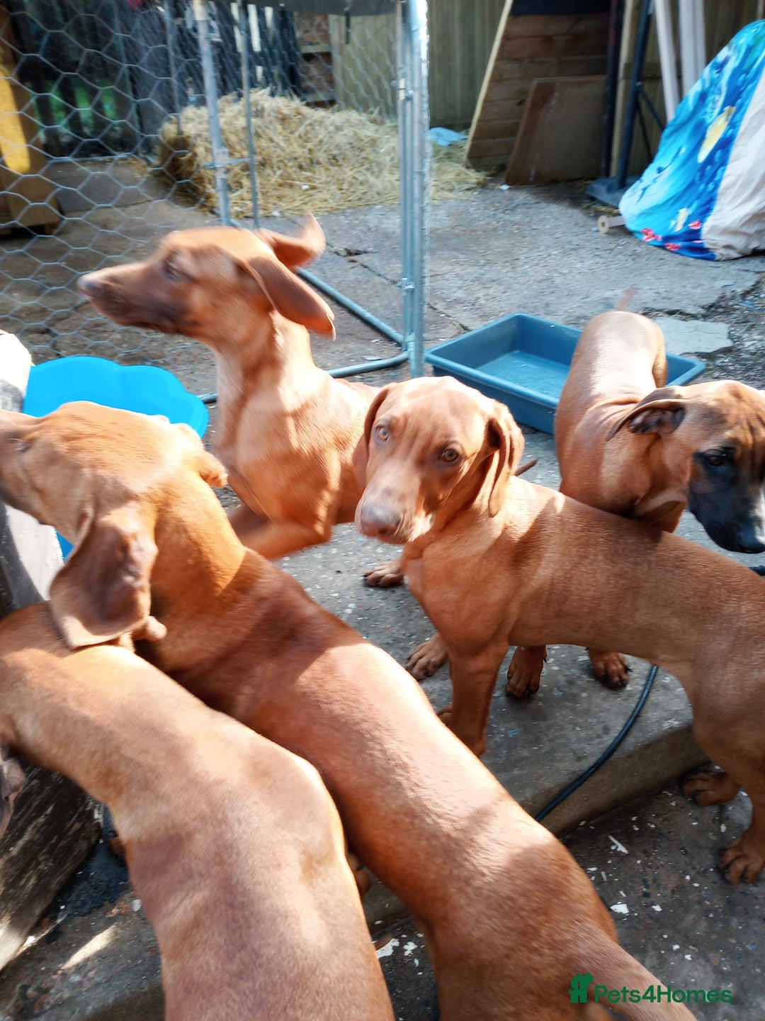 Rhodesian Ridgeback dogs for sale: Ridgeless Rhodesian Ridgeback Puppies For Sale - Image 1