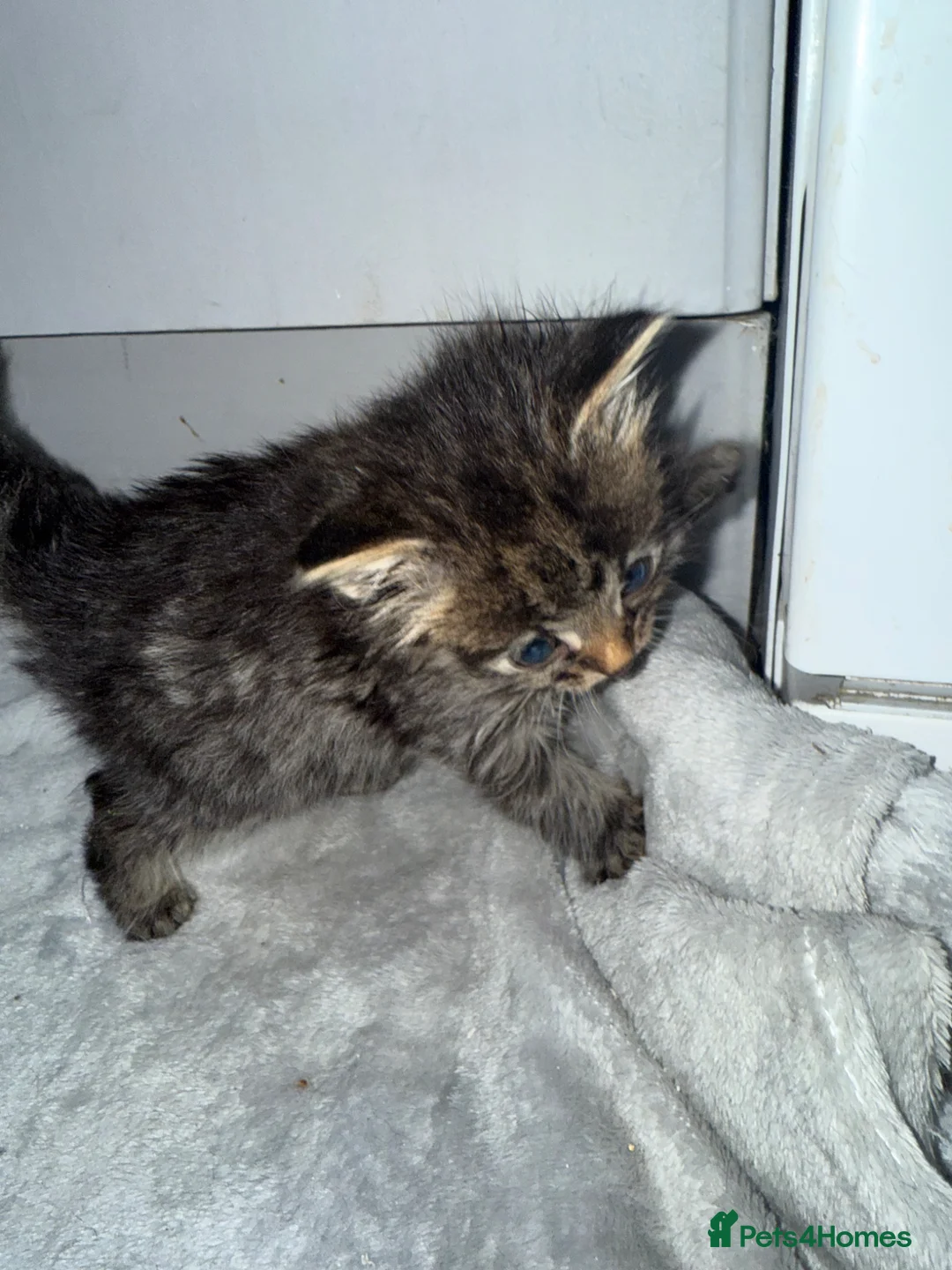 Domestic Shorthair cats for sale: 6 beautiful kittens  - Advert 18