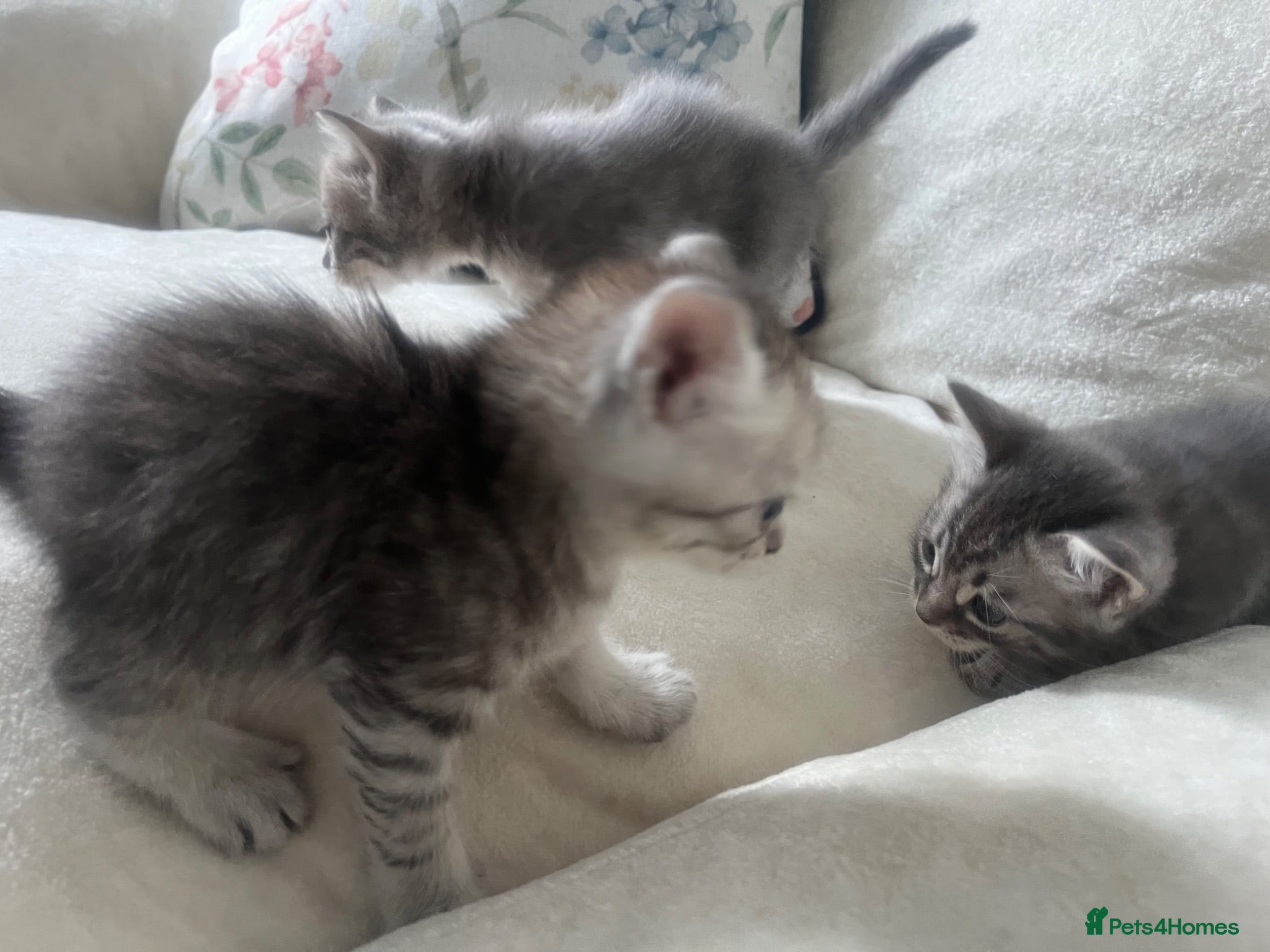 Mixed Breed cats Cute grey mix breed baby kittens  - Advert 1