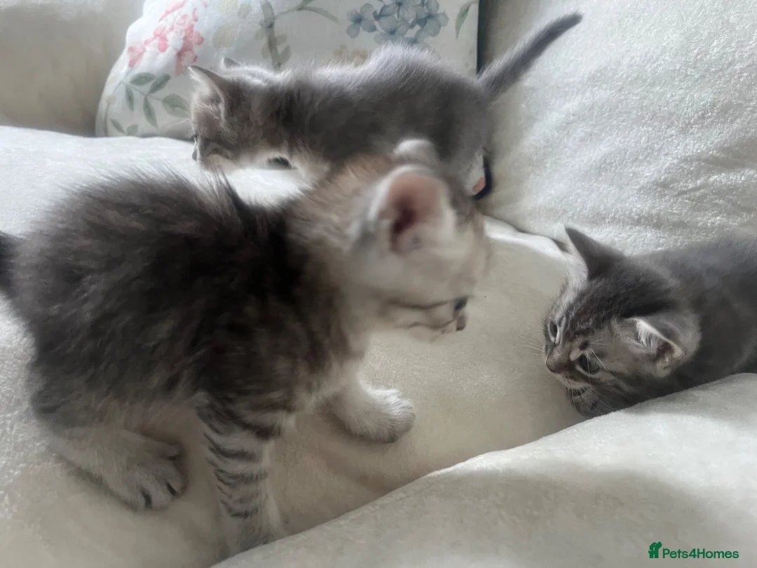 Mixed Breed cats for sale: Cute grey mix breed baby kittens  in Brentwood - Advert 1