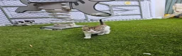 Mixed Breed cats for sale: 4 European Kittens  - Advert 5