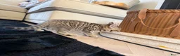 Bengal cats for sale: Beautiful x bengals ready to be rehomed - Advert 10